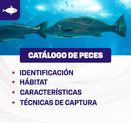 Completo catálogo de peces del norte de Chile