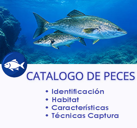Completo catálogo de peces del norte de Chile